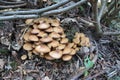 Green-leaved sulfur head, Hypholoma fasciculare