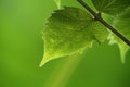 Green leaves Royalty Free Stock Photo