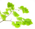 Green leaves Royalty Free Stock Photo