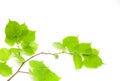 Green leaves Royalty Free Stock Photo