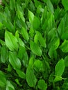 Green leaves