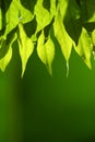 Green leaves Royalty Free Stock Photo