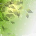 Green leaves Royalty Free Stock Photo