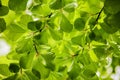Green leaves Royalty Free Stock Photo
