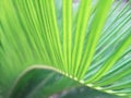 Green Leaves Royalty Free Stock Photo