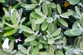 Green leaves of Acca sellowiana tree closeup. Evergreen shrub