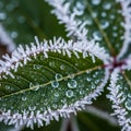 Of frost and dew signifies a cold environment, perhaps early morning Royalty Free Stock Photo