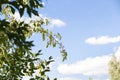 Green leaves against the background of a blue sky and clouds, the rays of the sun illuminate the leaves Royalty Free Stock Photo