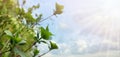 Green leaves against blue sky with white cloud and sun. Spring or summer background Royalty Free Stock Photo