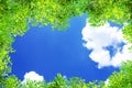 Green leaves against blue sky and clouds nature background