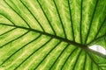 Green Leaves Of Alocasia Macrorrhizos In Botanical Garden