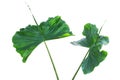 Green Leaves of Alocasia 'Sting Ray', Elephant Ear Plant Isolated on White Background Royalty Free Stock Photo