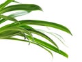 Green leaves of amaryllis Royalty Free Stock Photo