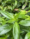 green leaves of a Andrographis paniculata plant in the garden Royalty Free Stock Photo