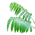 Green Leaves of Angiopteris evecta (G.Forst.) Hoffm., Giant Fern Plant Isolated on White Background with Clipping Path