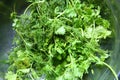 Green leaves of the annual Anethum graveolens, used as herb and spice. Macro food photo close up . Fresh coriander in plate.Fresh Royalty Free Stock Photo