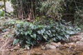 Green leaves anubias along the river in Thailand