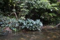 Green leaves anubias along the river in Thailand