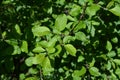 Green leaves of apple tree. Young foliage in spring