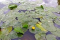 The green leaves of aquatic plants float on the surface of the water. Overgrown pond in the summer. A wetland with grass in Russia Royalty Free Stock Photo