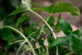 green leaves of Arisarum simorrhinum, friar cowl