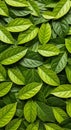 Green leaves arranged in an overlapping pattern create a vibrant, textured display. Each leaf Royalty Free Stock Photo