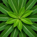 Green leaves arranged in a radial pattern, creating a star-like formation. Each leaf has Royalty Free Stock Photo