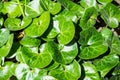 Green leaves of asarabacca Royalty Free Stock Photo