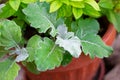 Green leaves of ashen rosemary in a flower pot, blurred focus