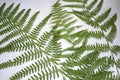 Athyrium filix-femina fern leaves still life