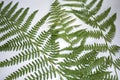 Athyrium filix-femina fern leaves still life Royalty Free Stock Photo