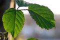 green leaves back lit in sunshine