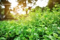 Green leaves background,beautiful green bokeh effect of nature Royalty Free Stock Photo