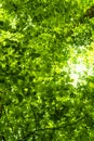 Green leaves background Royalty Free Stock Photo