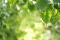 Green leaves background with beauty bokeh