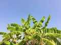 Green leaves background Royalty Free Stock Photo