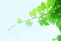 Green grape leaves background with blue sky. Royalty Free Stock Photo