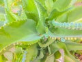 Green leaves background of Bryophyllum daigremontianum, commonly