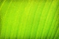 Green leaves background or canna lily natural texture with white line vein patterns Royalty Free Stock Photo