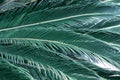 Green leaves background. Green leaves color tone dark in the morning. Tropical Plant,environment,photo concept nature Royalty Free Stock Photo