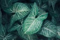 Green Leaves background,Creative layout made of green leaves. Flat lay.