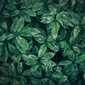 Green leaves background design.Flat lay.Top view of leaf.Nature Royalty Free Stock Photo