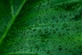 Green leaves background and dripping in dark tone. Royalty Free Stock Photo