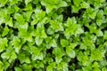 Green leaves background Flat lay.