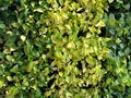 Fresh Green leaves ,Background of green leaves , Plants