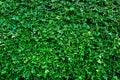 Green leaves background or the naturally walls texture Ideal for use in the design fairly. Royalty Free Stock Photo