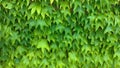 Green leaves background. Green vegetative background, green wall Royalty Free Stock Photo