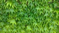 Green leaves background. Green vegetative background, green wall Royalty Free Stock Photo