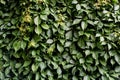 Green leaves background. Ivy texture. Ivy berry background image. Ivy wall. Green wall. Royalty Free Stock Photo