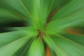 Green leaves background. Green leaf background in abstract digital motion effect, top view.